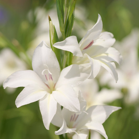Gladiolus nanus The Bride 10st