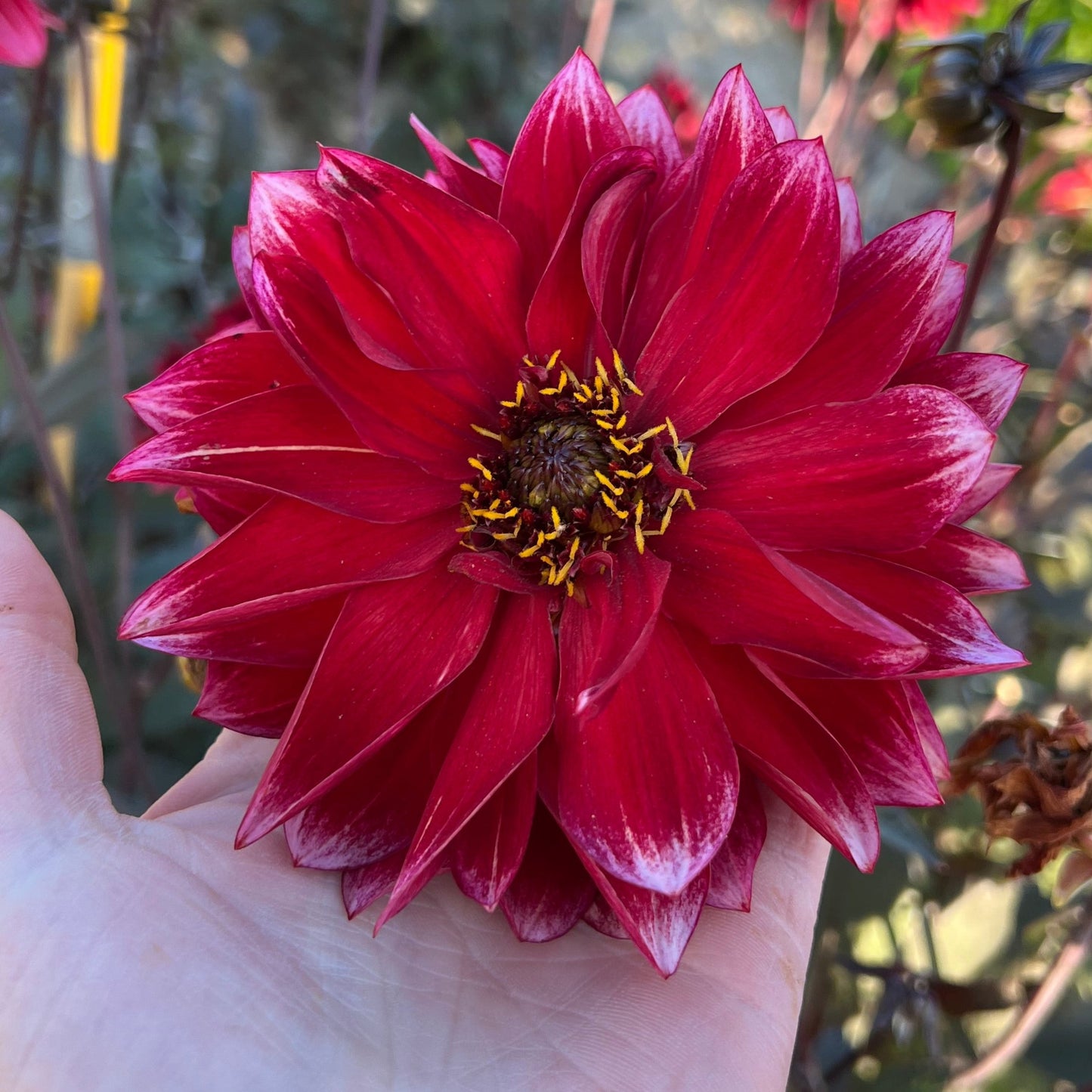 Dahlia Dakarin Nyhet!