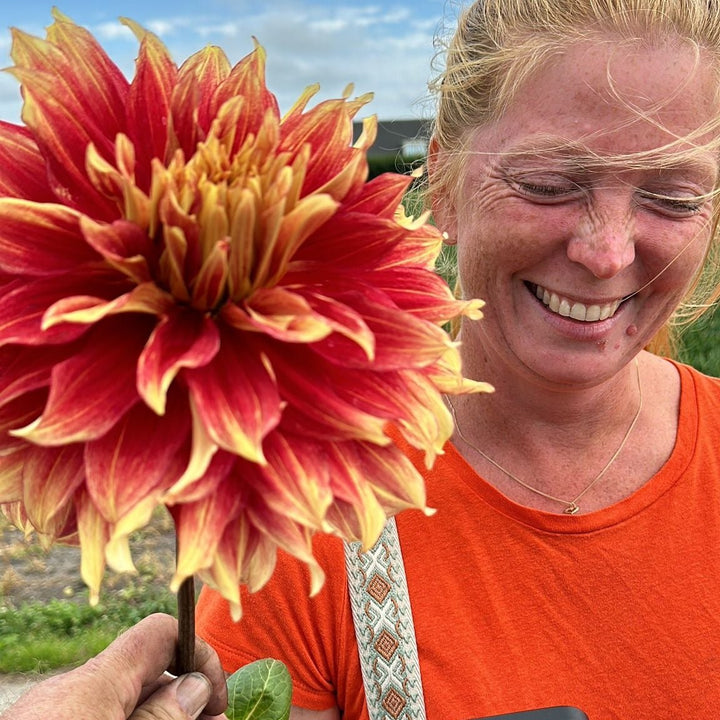 Dahlia Maximus Nyhet!