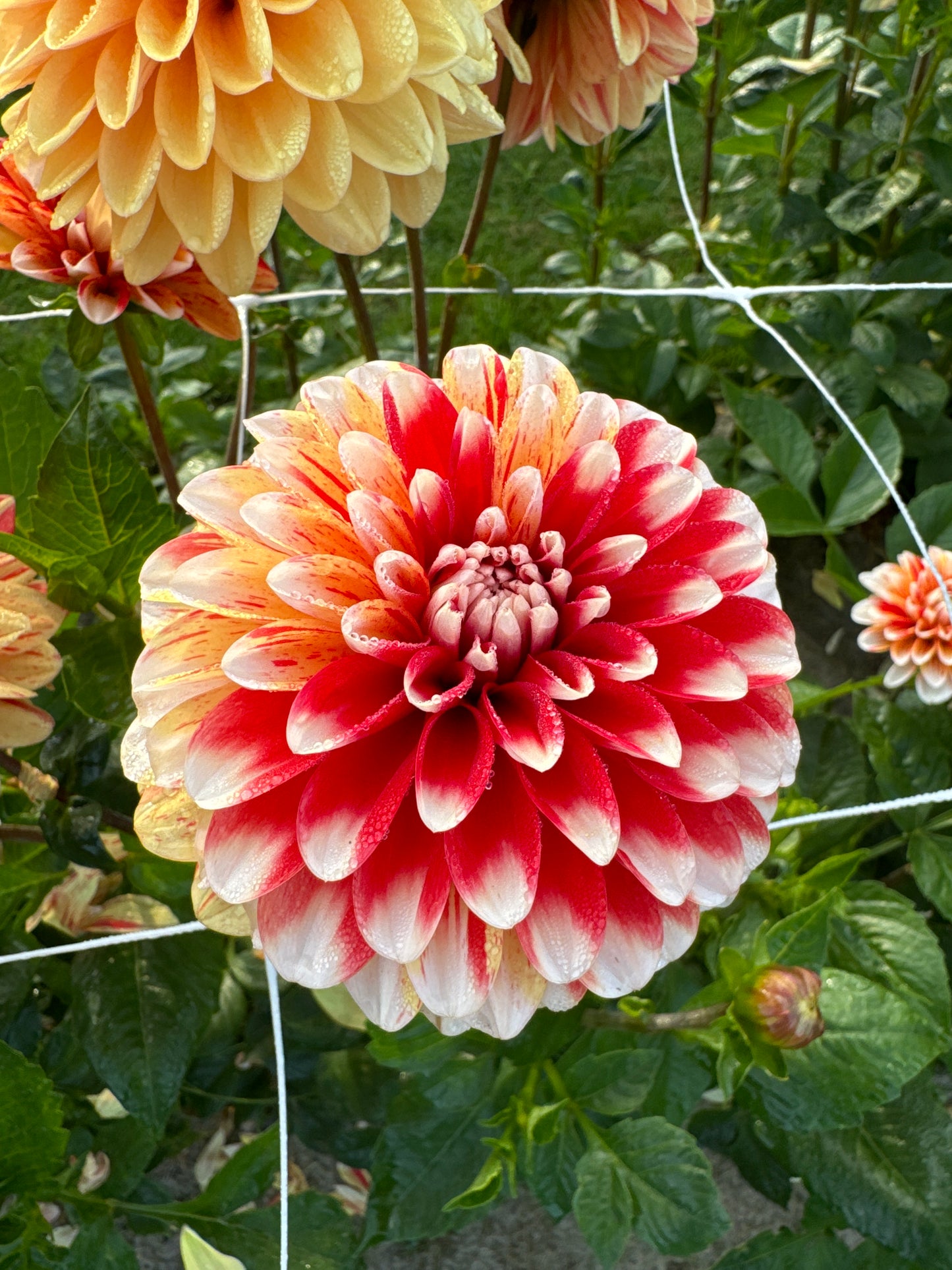 Dahlia Striped Nagano