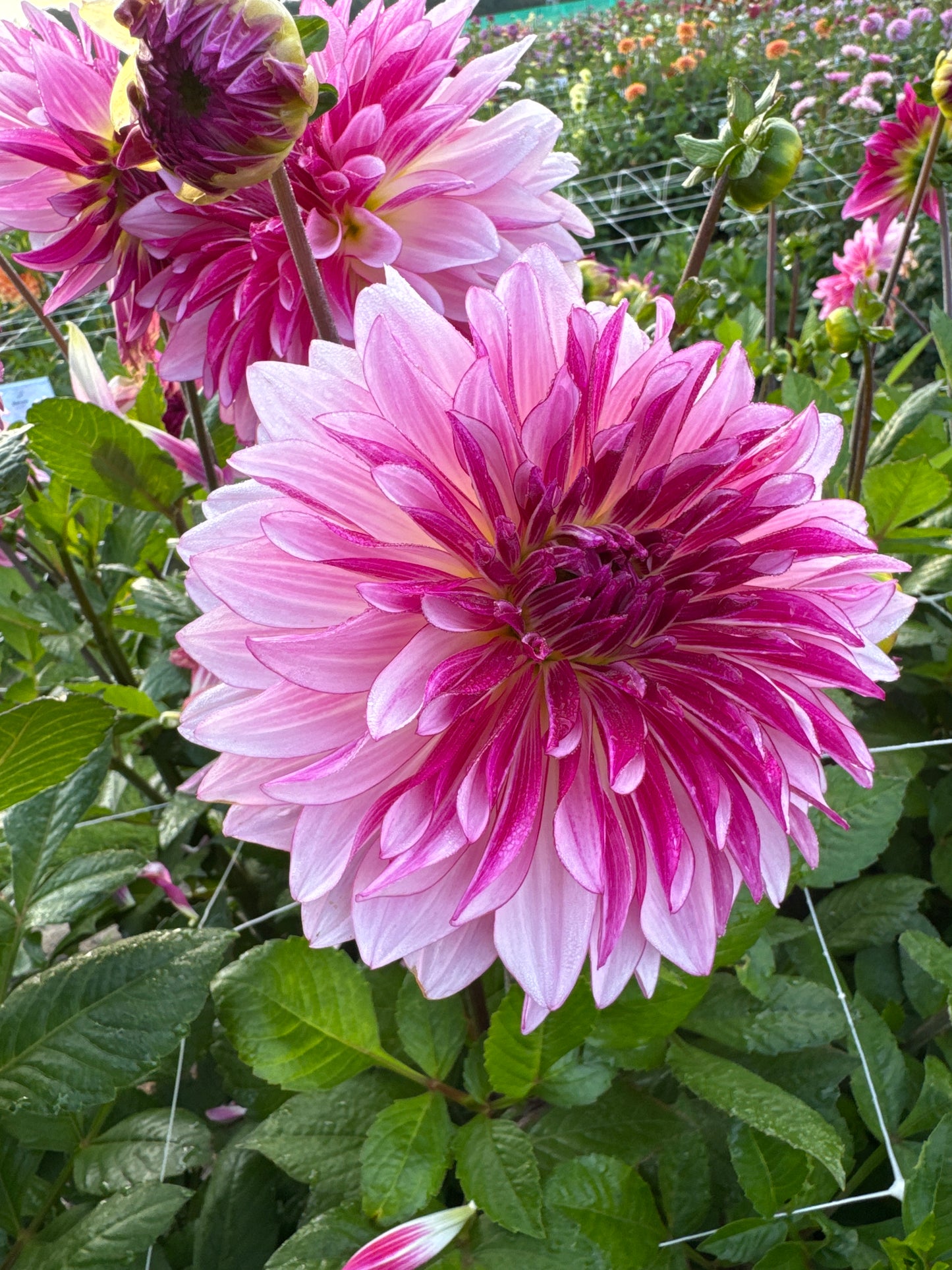 Dahlia Violet Dance