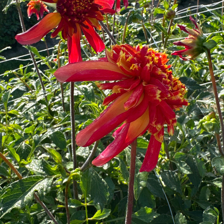 Dahlia Octopus Sparkle