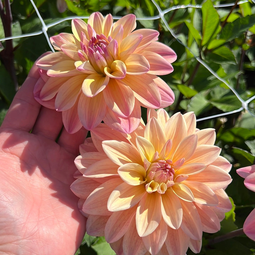 Dahlia Mondriaan