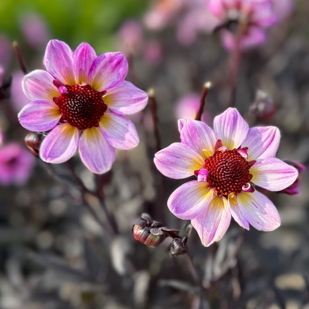 Dahlia American Pie®