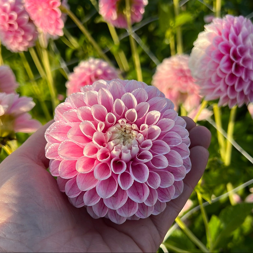 Dahlia Marshmallow Baby