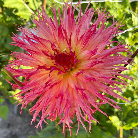 Dahlia Pinelands Pam