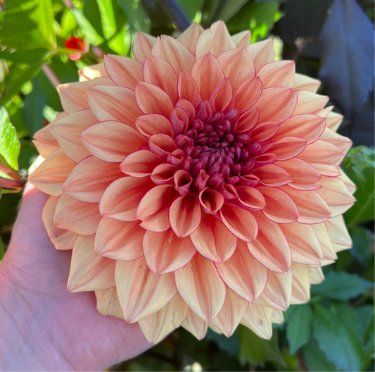 Dahlia Freja LB-009