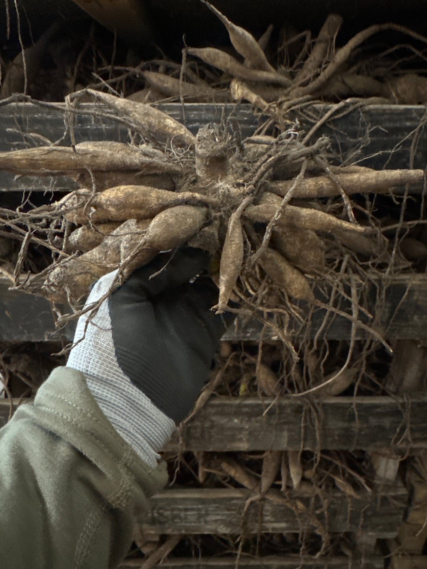 Dahlia Hapet Combo Nyhet!
