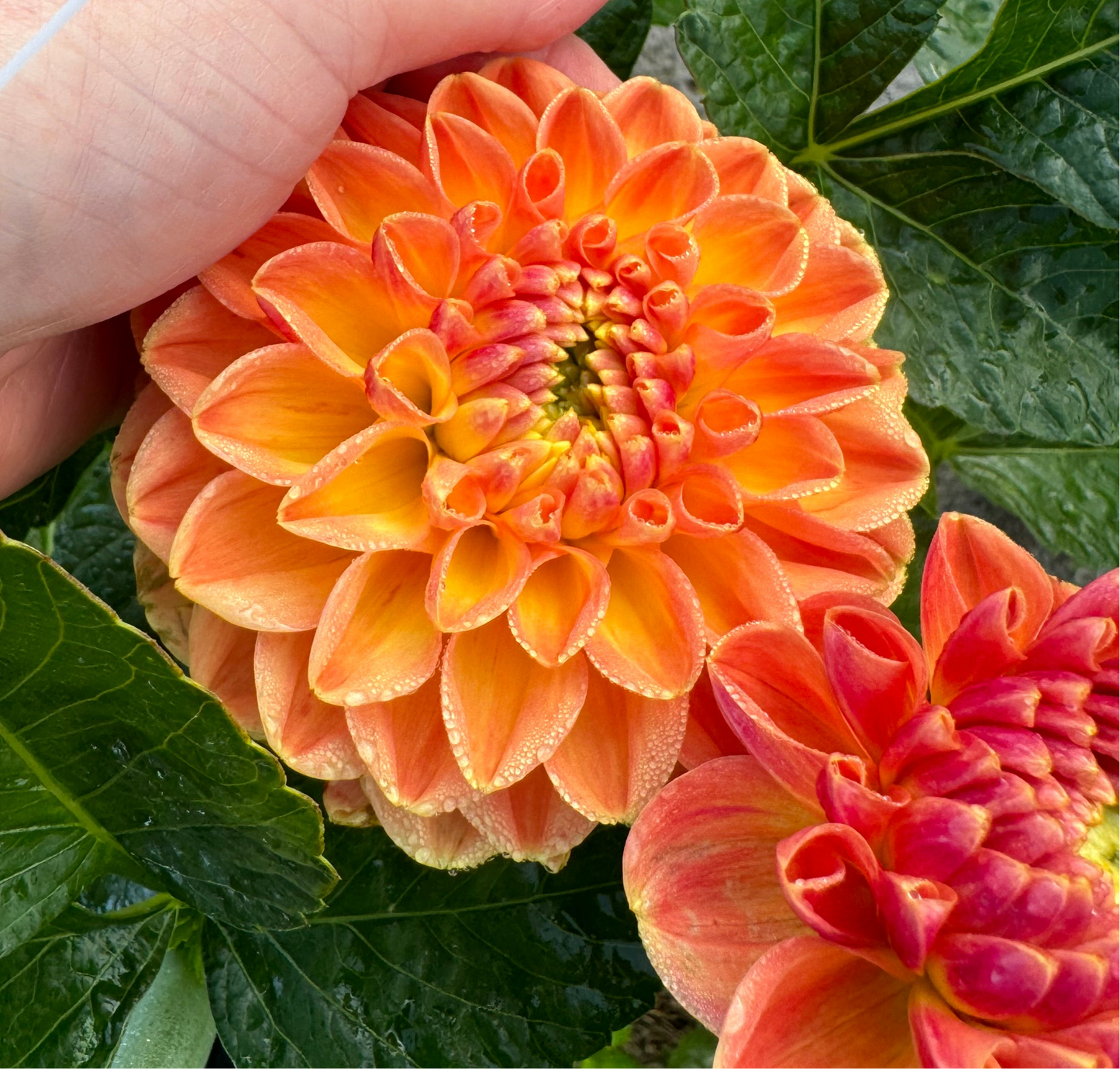 Dahlia Orange Cassini