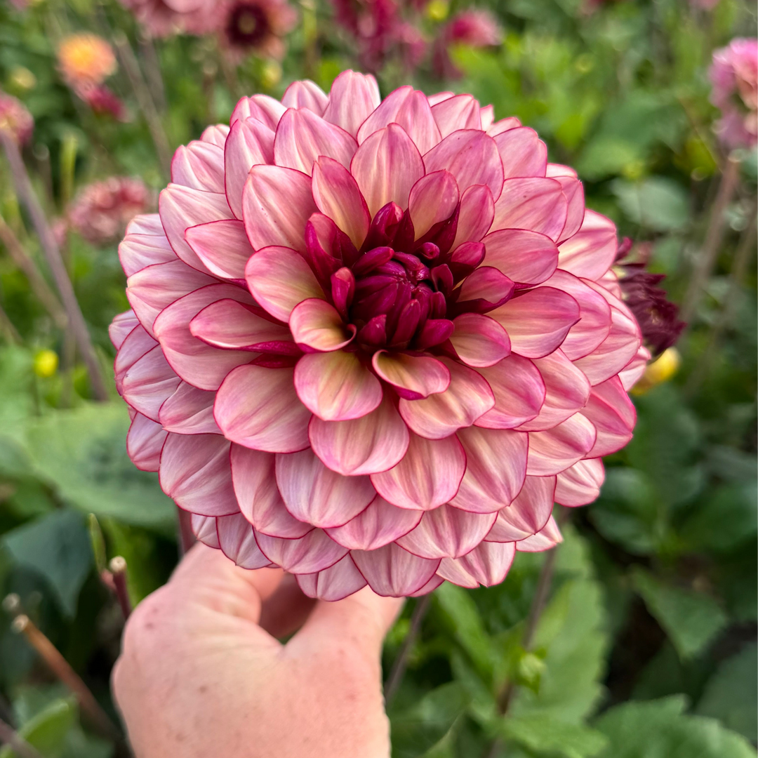 Dahlia Creme de Jowey Nyhet! Exclusive!
