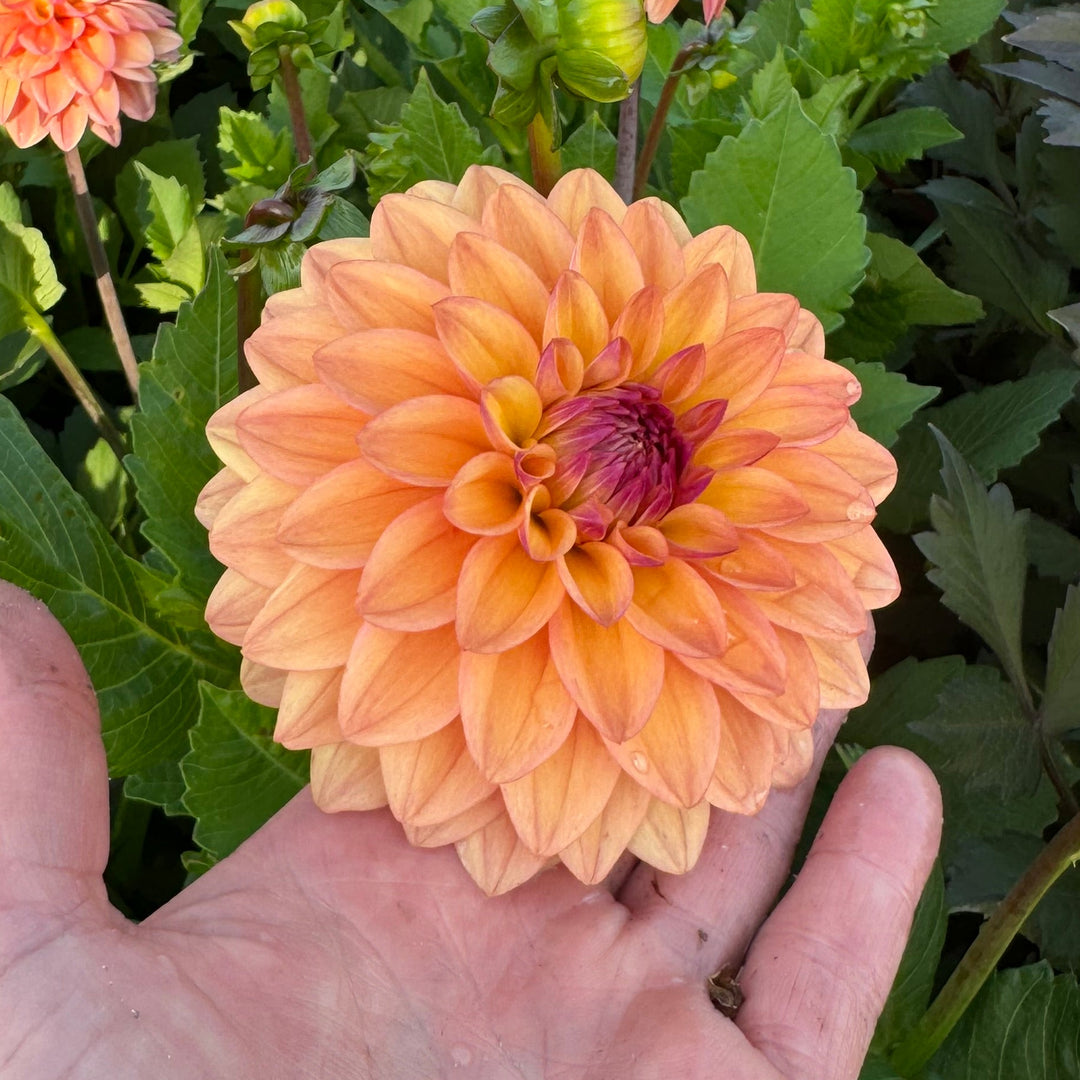 Dahlia Hello You!