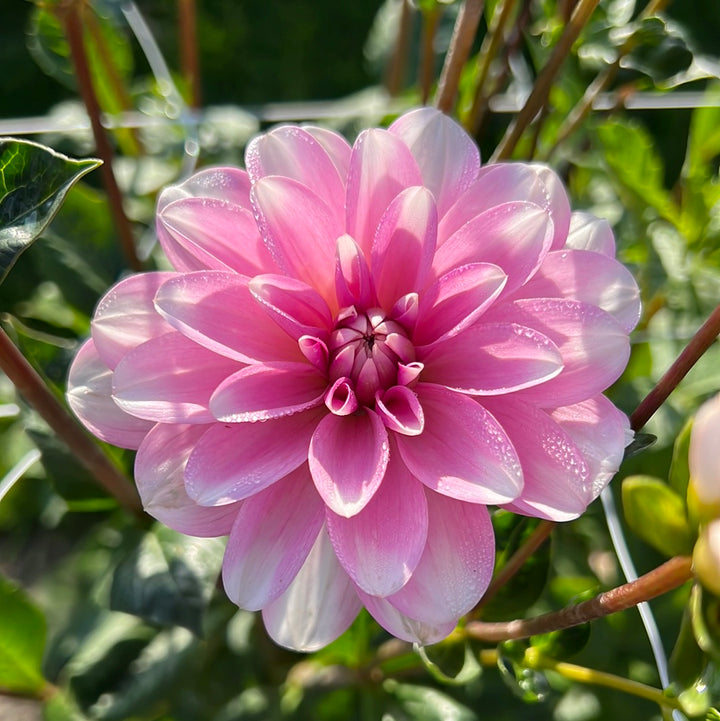 Dahlia Pink Perception