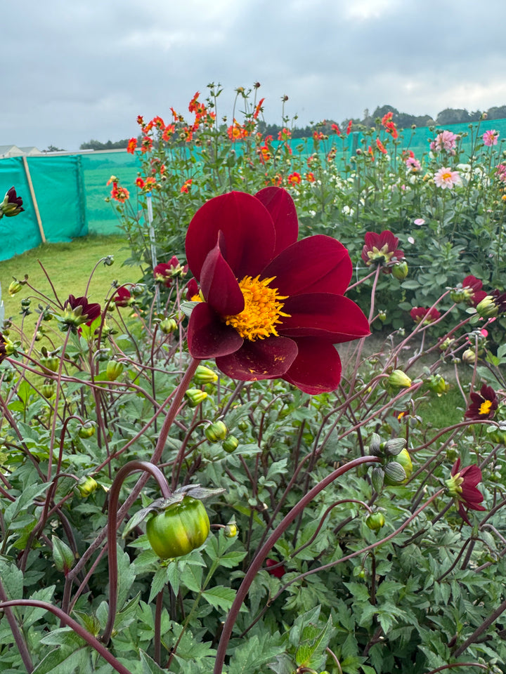 Dahlia Mexican Star