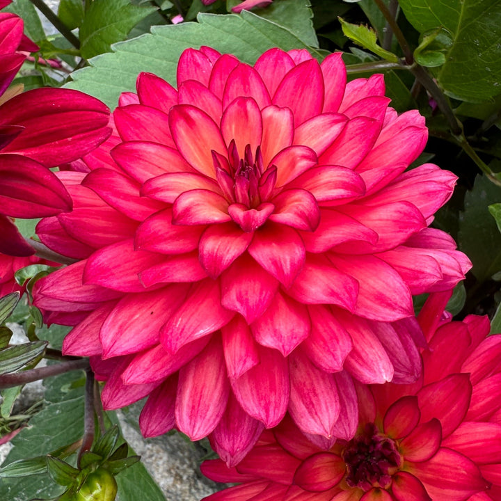 Dahlia Ocean of Love
