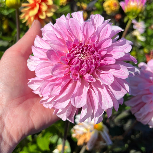 Dahlia Pydde Page LB-020