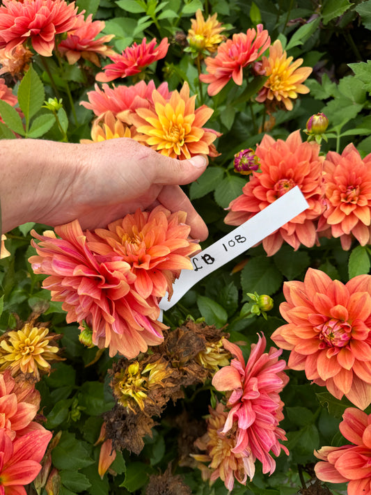 Dahlia Smal Talk LB-108