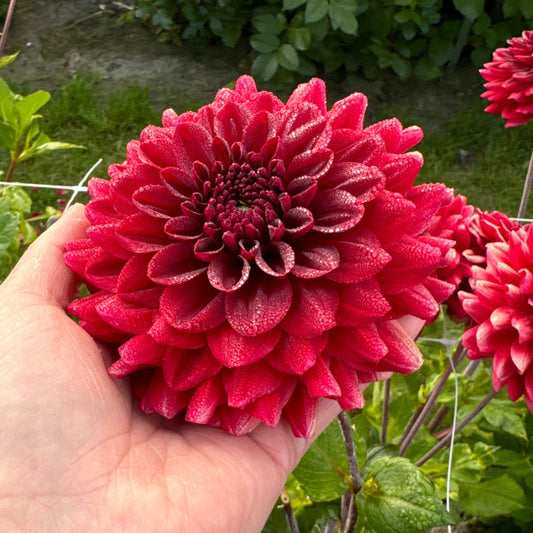 Dahlia Red Runner Nyhet!