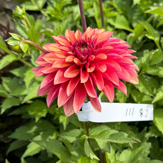 Dahlia Vera LB-111