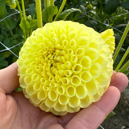 Dahlia Clearview Daniel Nyhet!