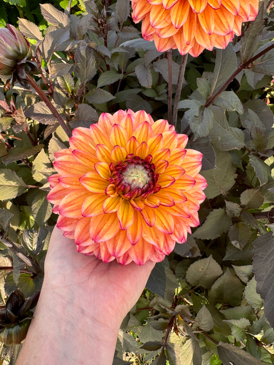 Dahlia Jacobina LB-018