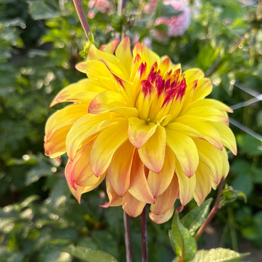 Dahlia Parasol Nyhet!