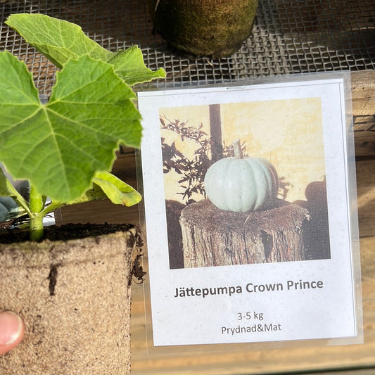 Pumpa crown prince