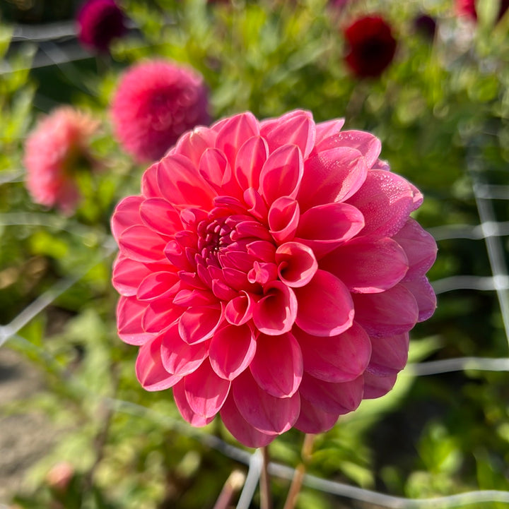 Dahlia Dikara Superb