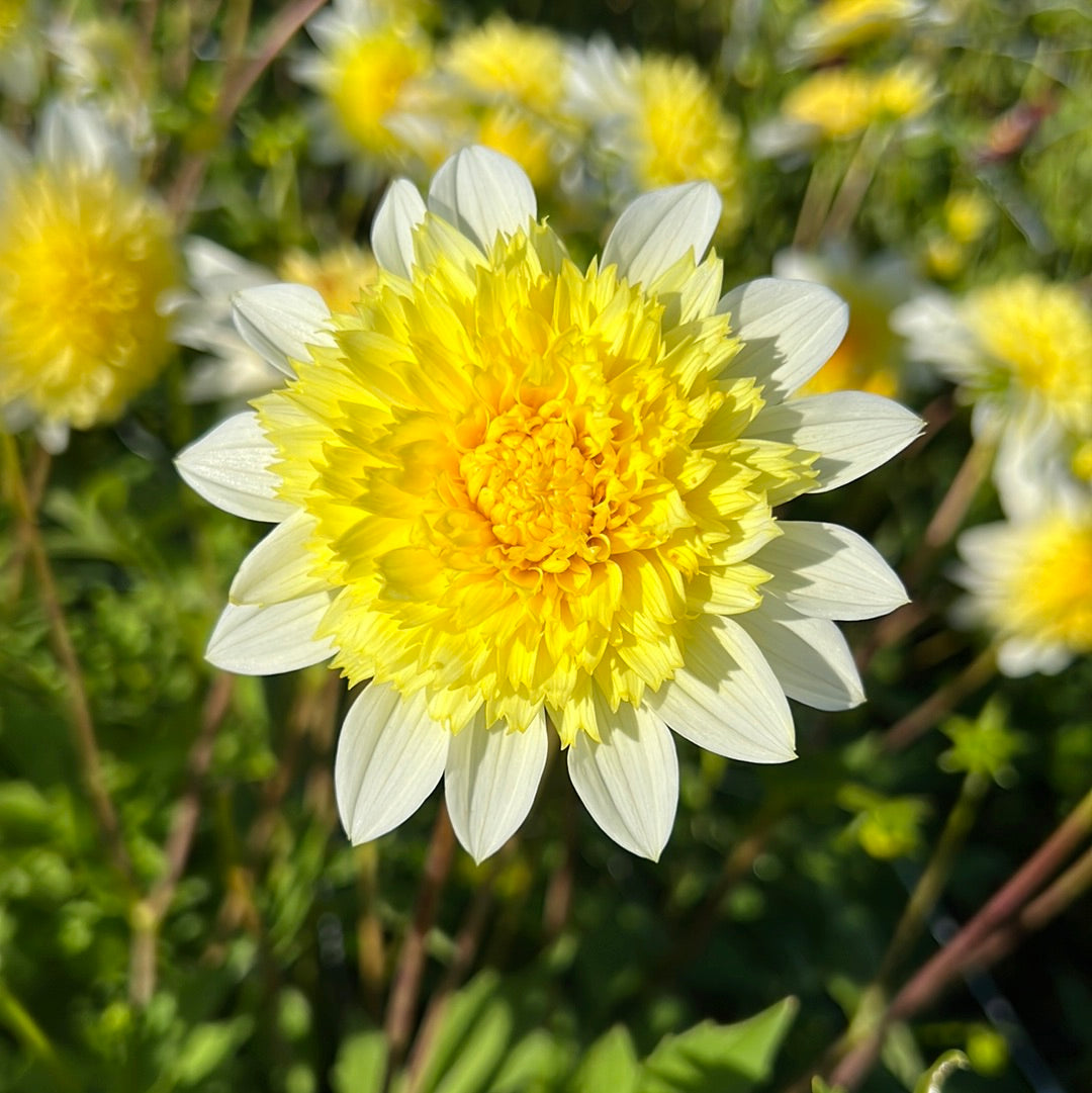 Dahlia Freyas Paso Doble