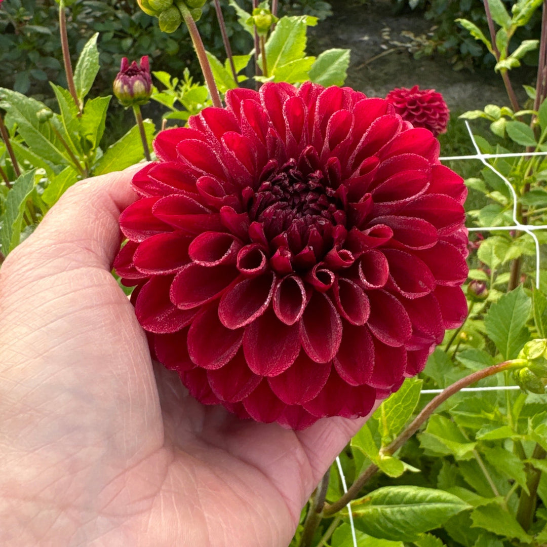 Dahlia Red Queen Utgår!