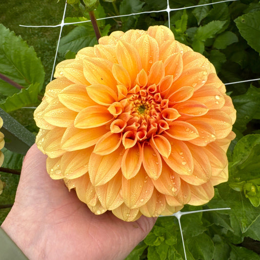 Dahlia My Hero