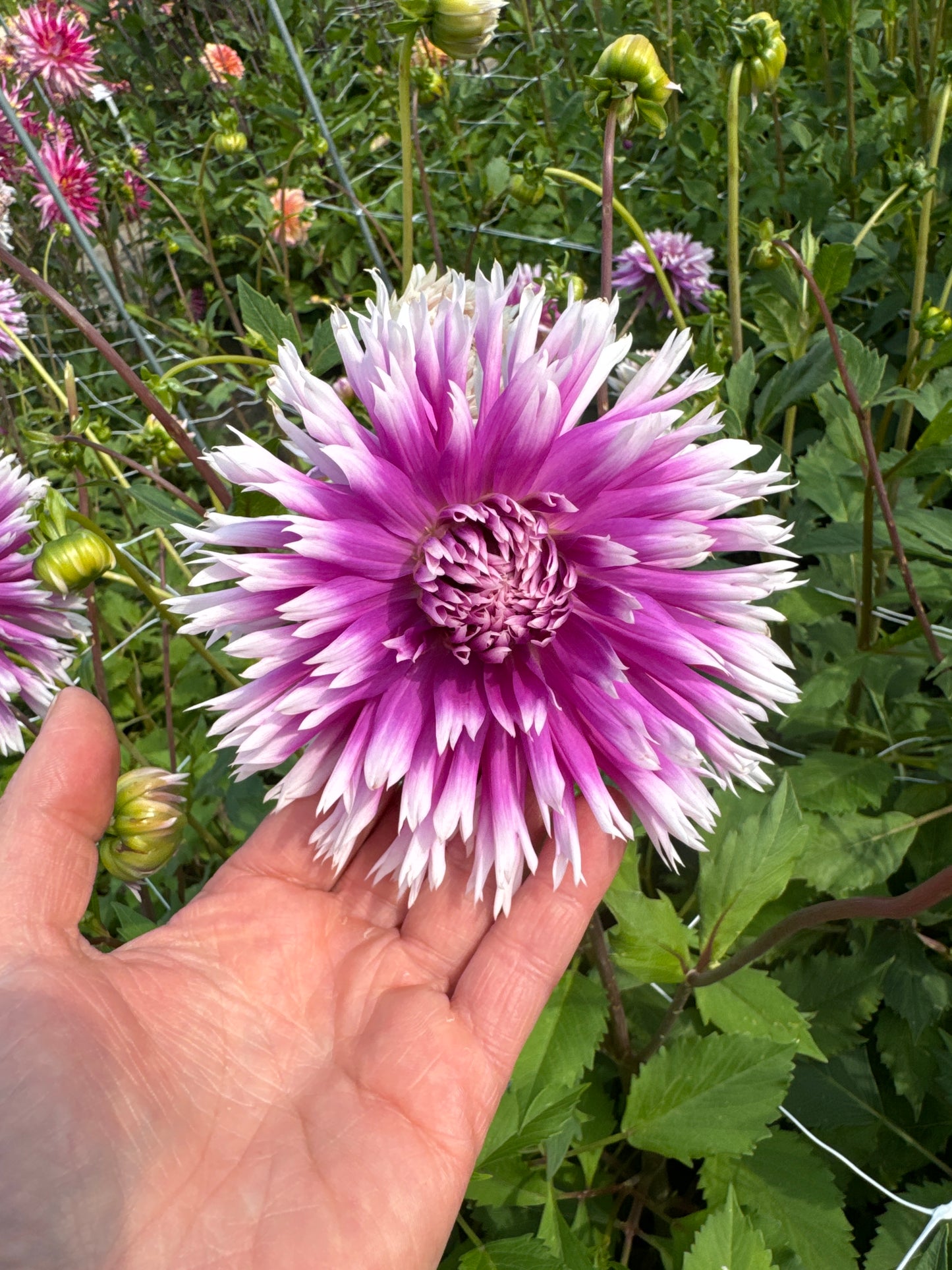 Dahlia Table Dancer Nyhet!