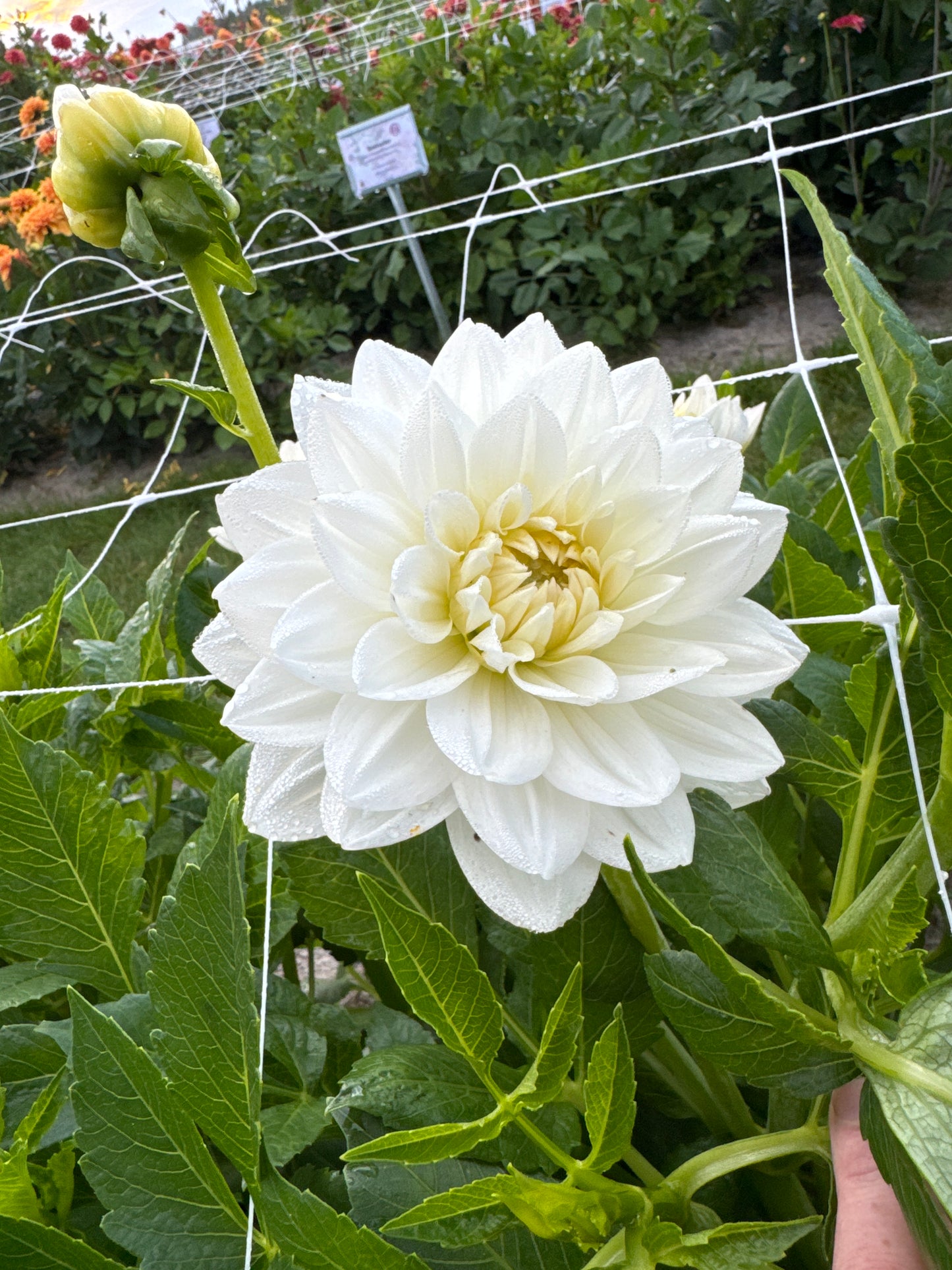 Dahlia White Swan