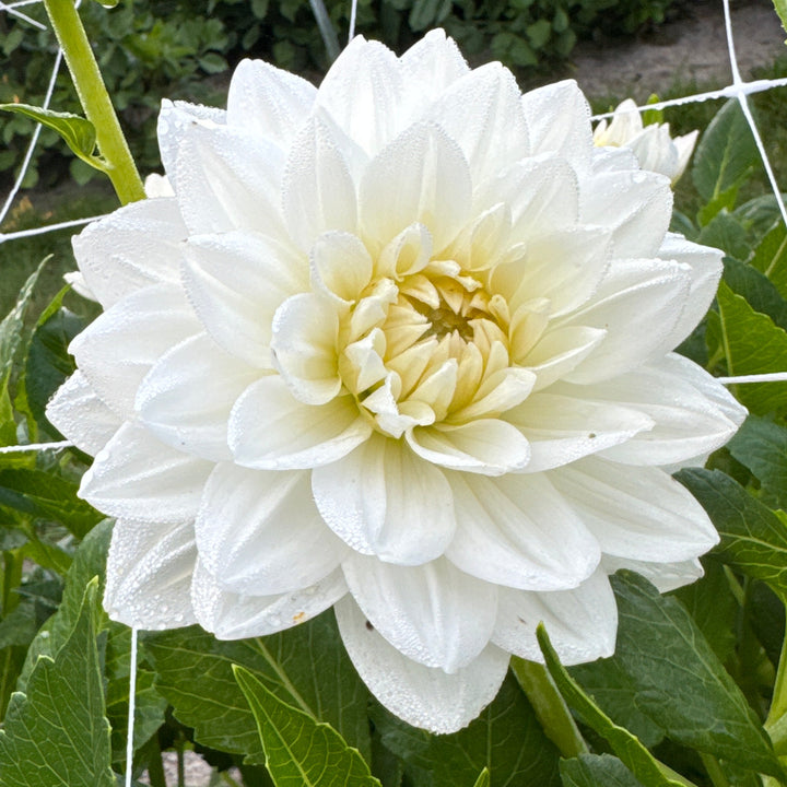 Dahlia White Swan