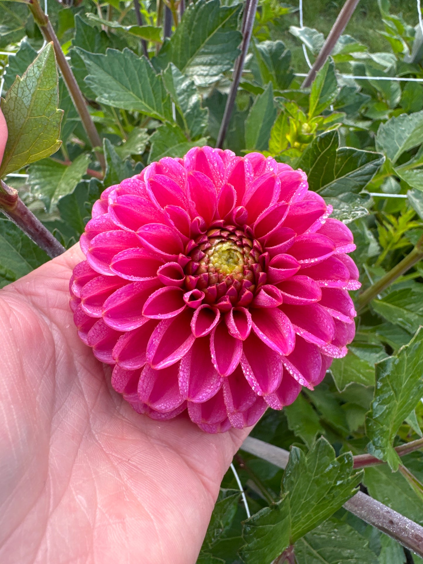 Dahlia Bazuin Pink