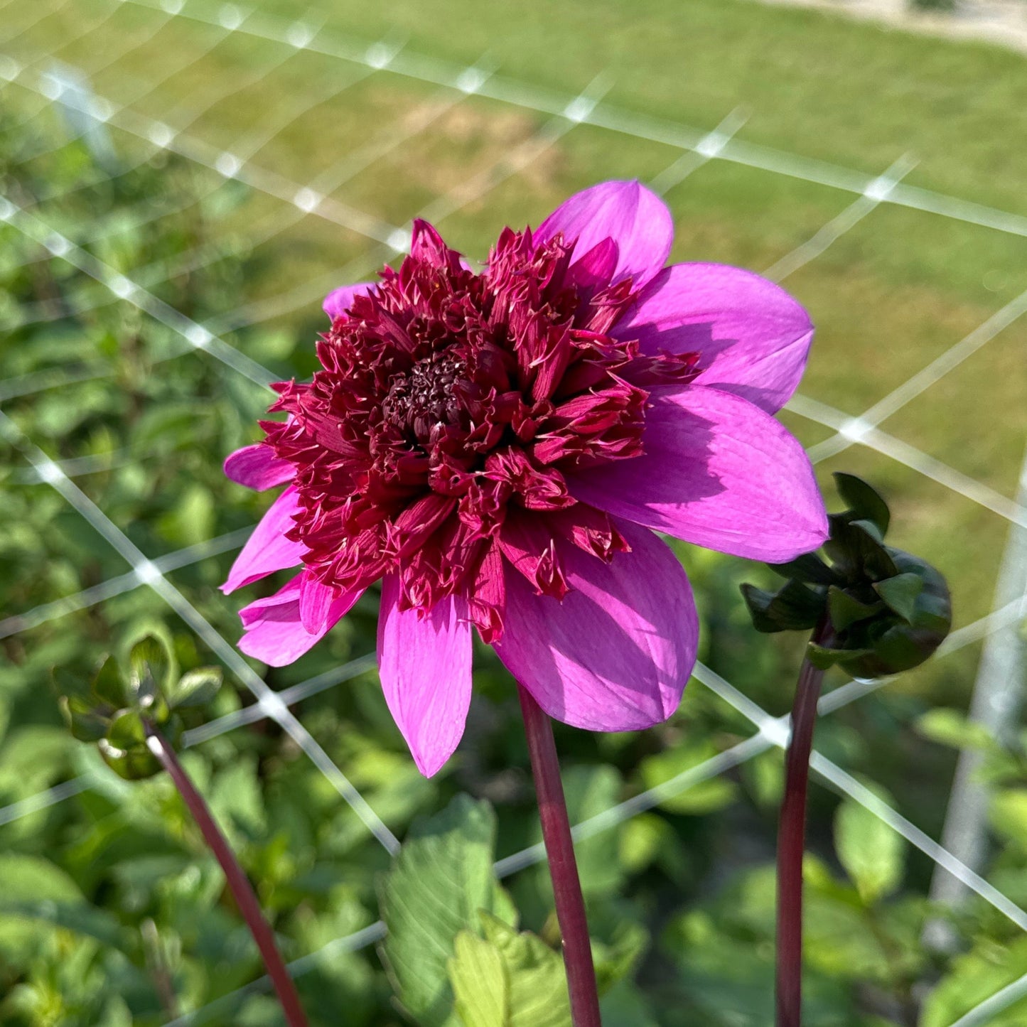 Dahlia Blue Bayou Nyhet!