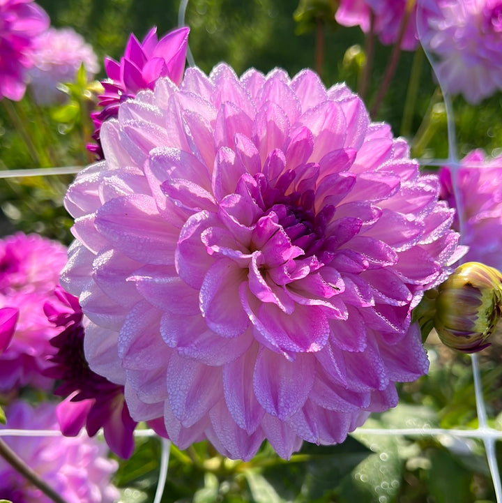 Dahlia Mediterranee