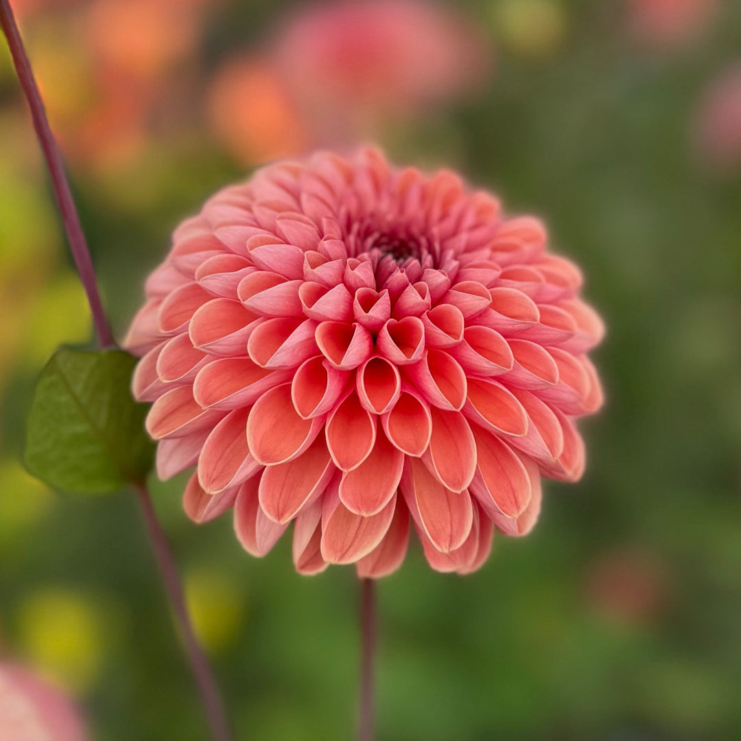Dahlia Bestseller utgår!