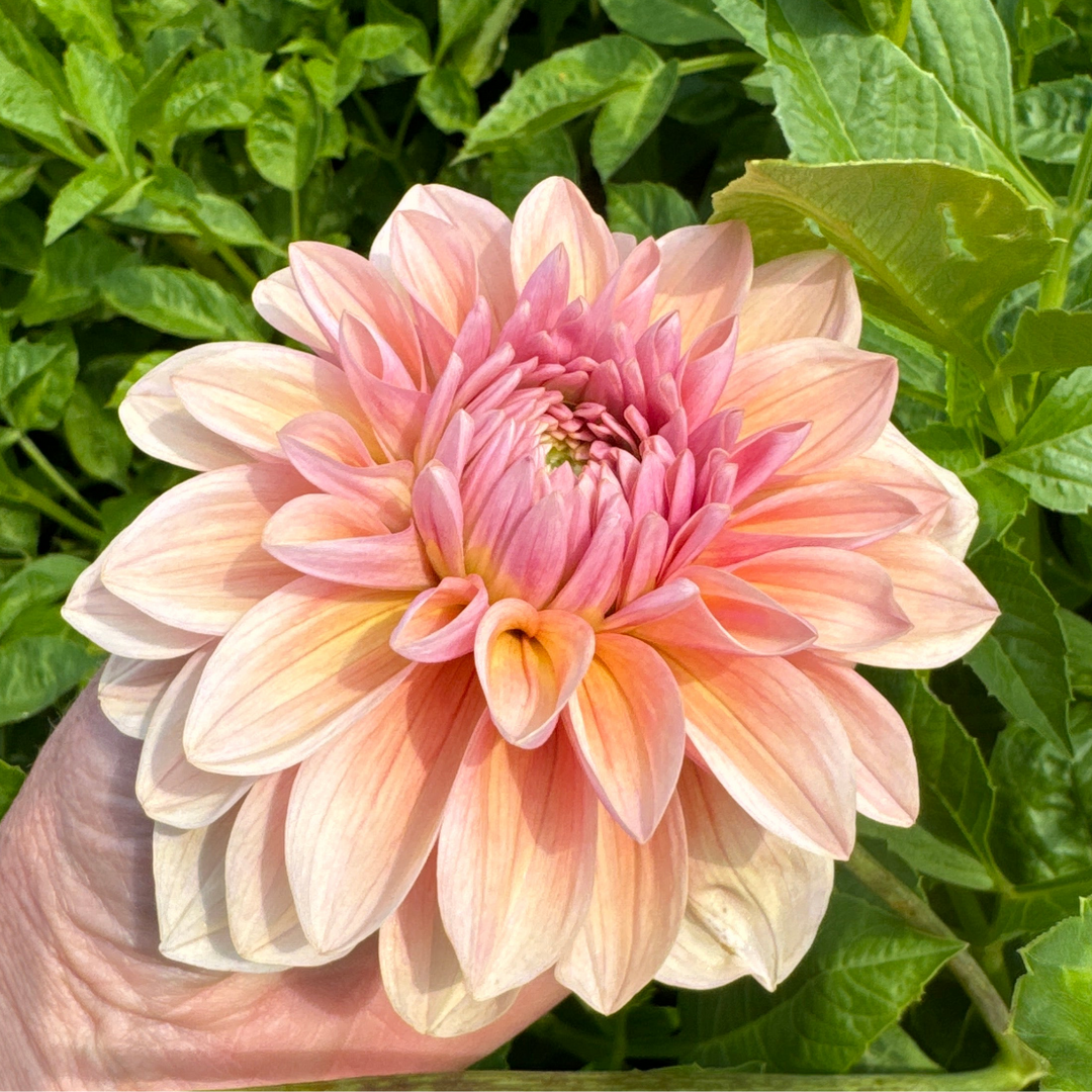 Dahlia Sturm Sweet Maria