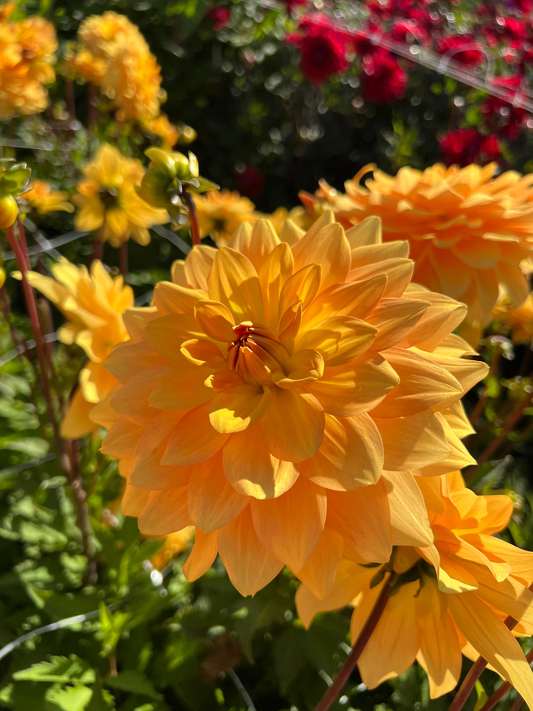 Dahlia Karma Gold