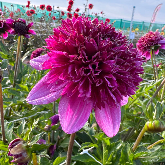 Dahlia Abigail