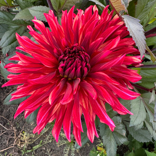 Dahlia Inferno LB-113
