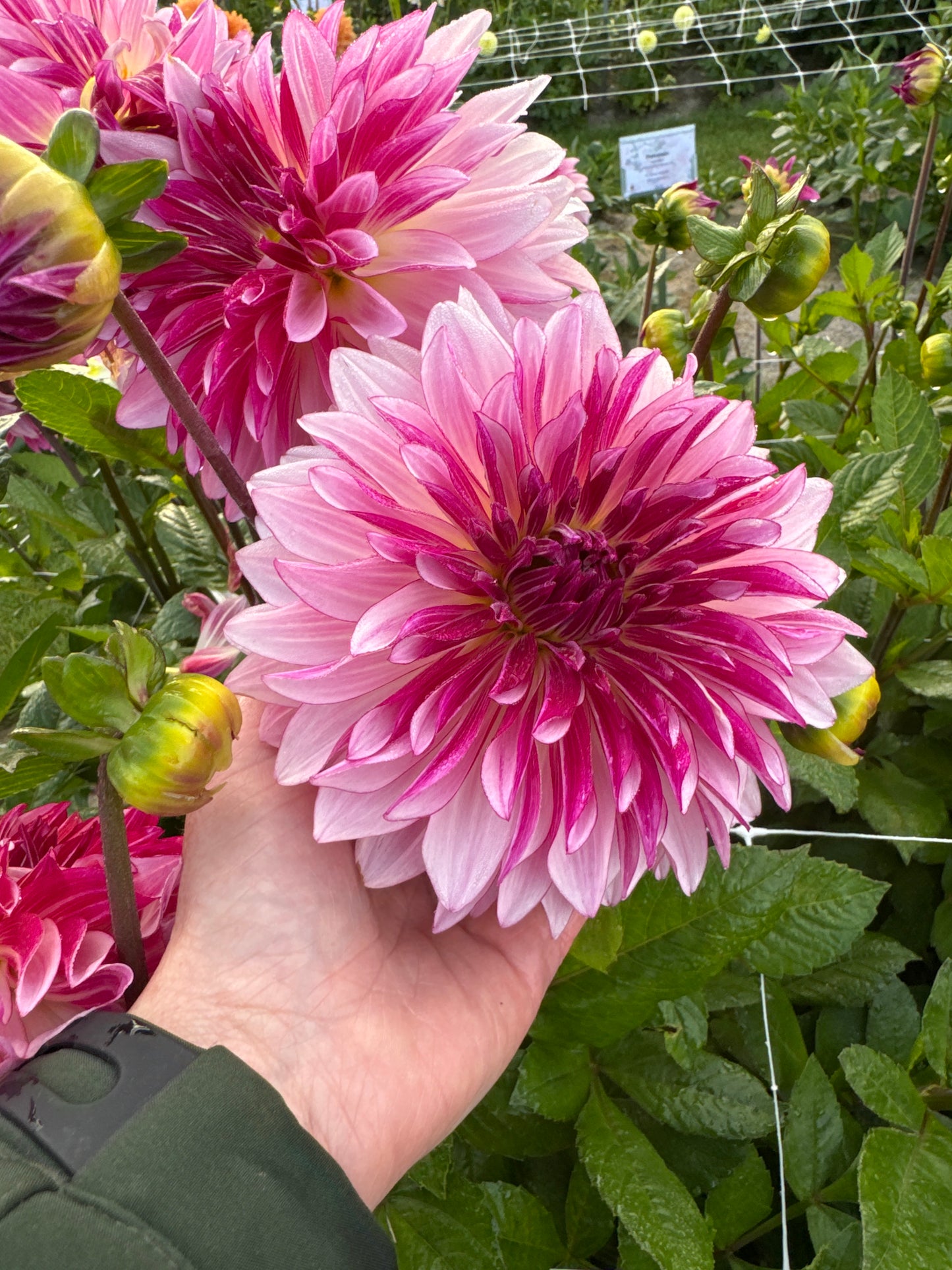 Dahlia Violet Dance