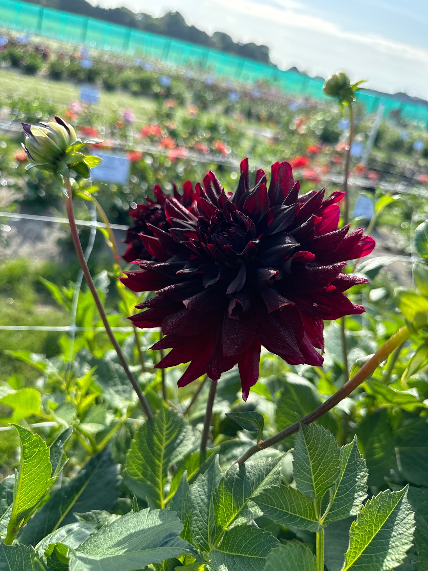 Dahlia Rip City