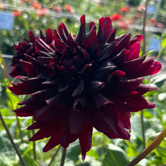 Dahlia Rip City