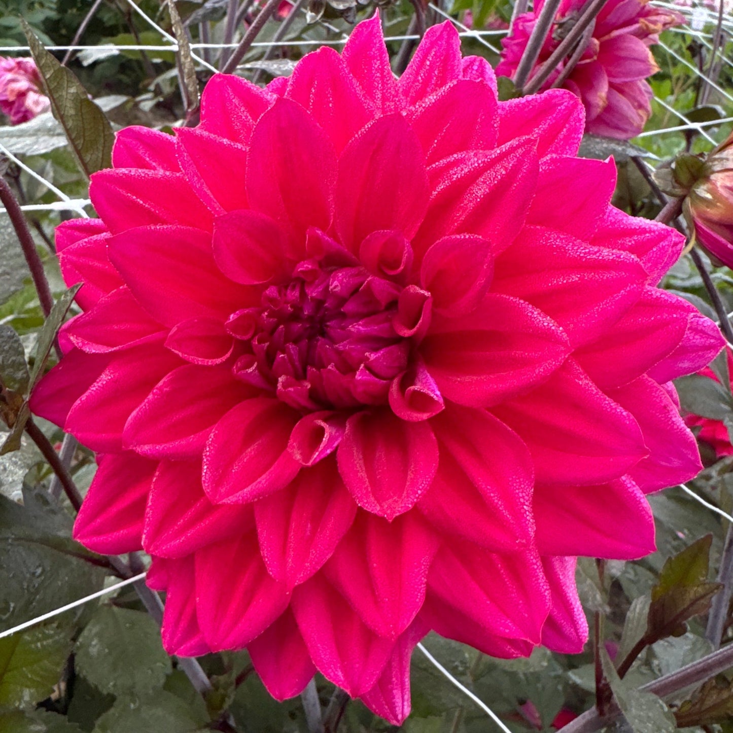 Dahlia Engelhardt´s Matador Nyhet!