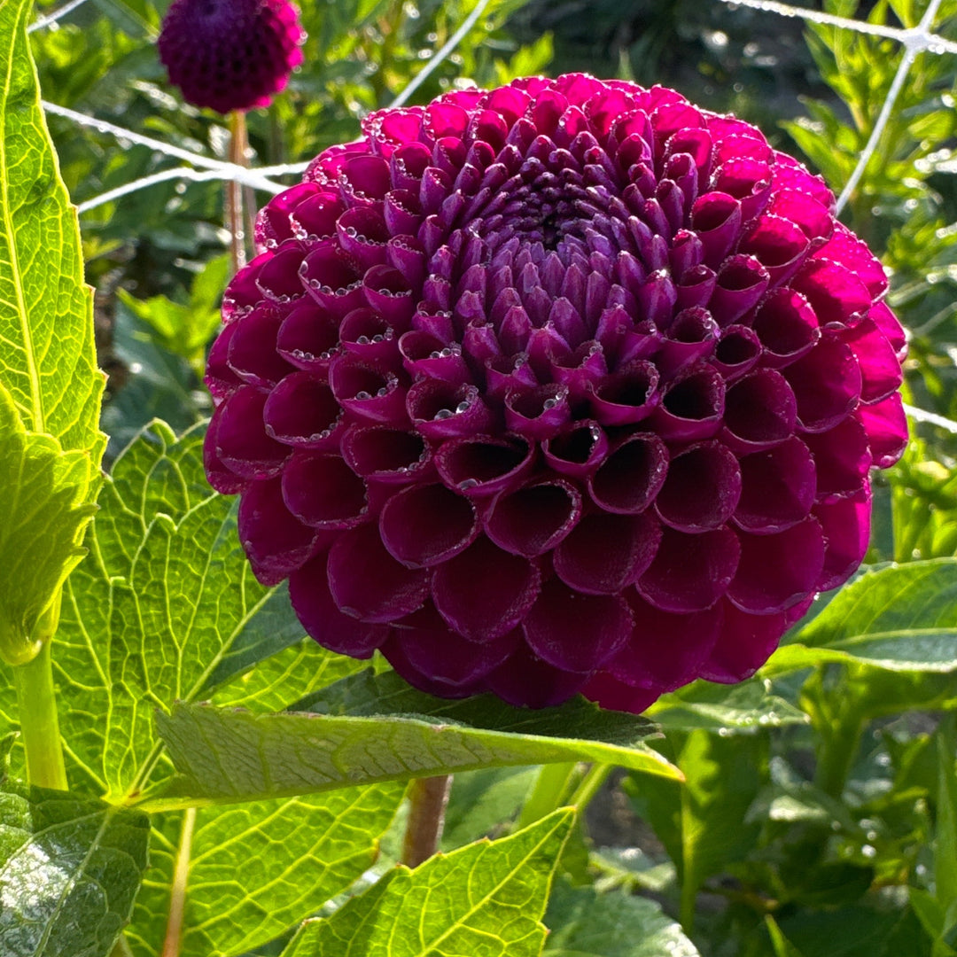 Dahlia Downham Royal