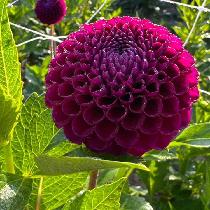 Dahlia Downham Royal