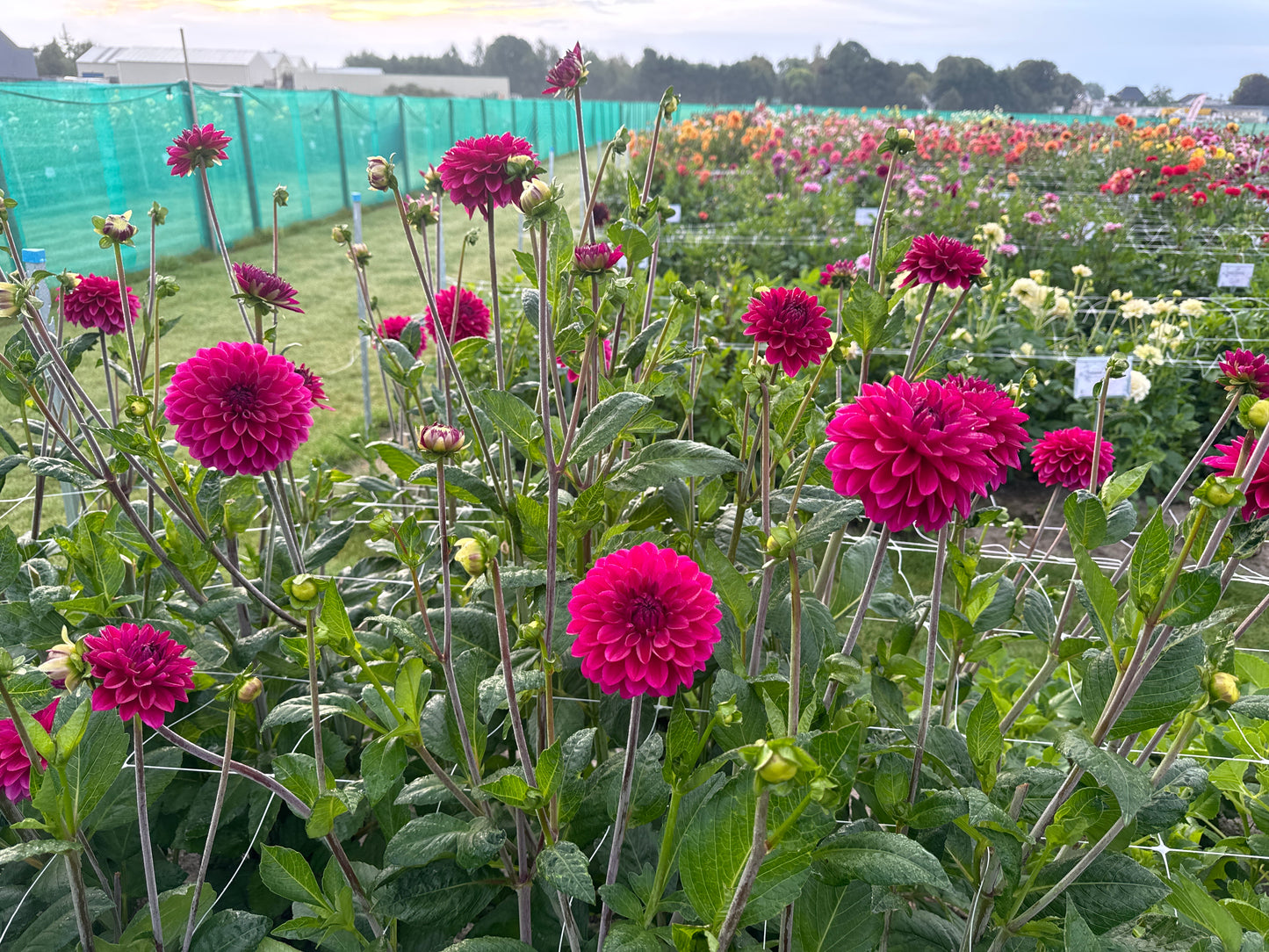 Dahlia Candy Time