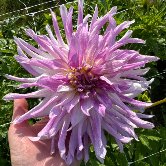 Dahlia Colorado Classic Nyhet!