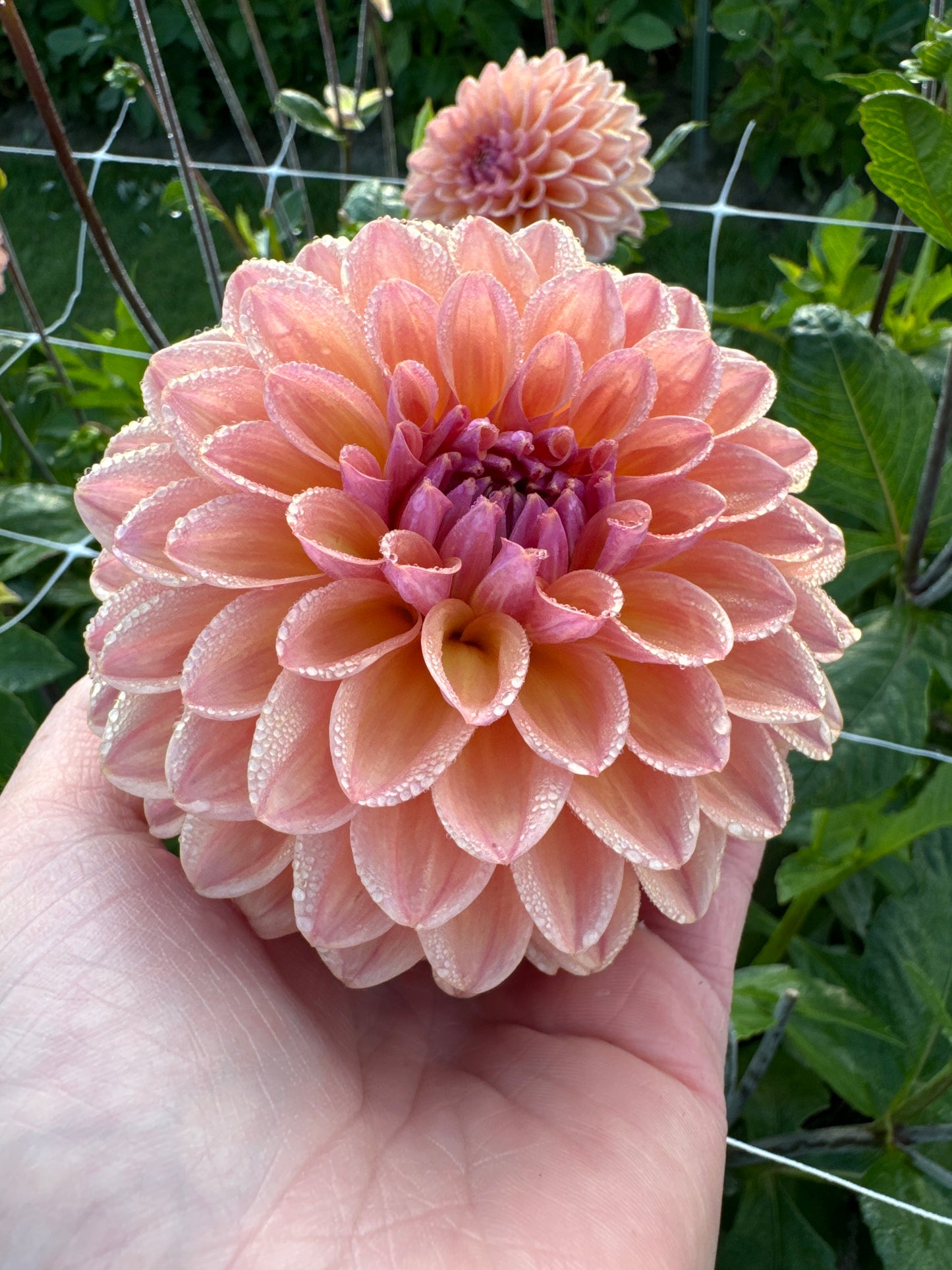 Dahlia Moderato